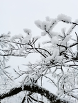 雪景