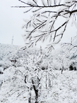雪景