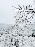 雪景