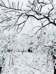雪景