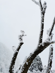 雪景