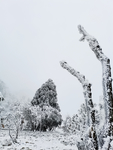 雪景