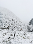雪景