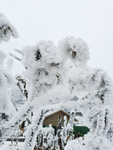 雪景