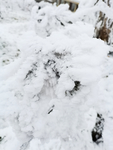 雪景