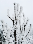 雪景