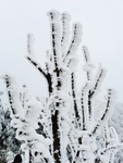 雪景