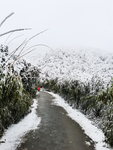 雪景