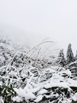 雪景