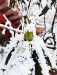 雪景