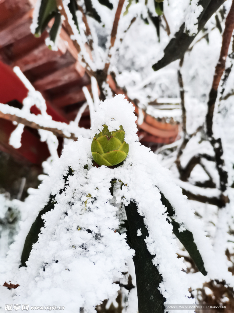 雪景