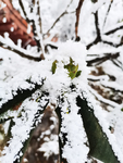 雪景