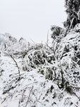 雪景