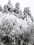 雪景