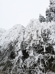 雪景