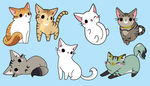 宠物猫