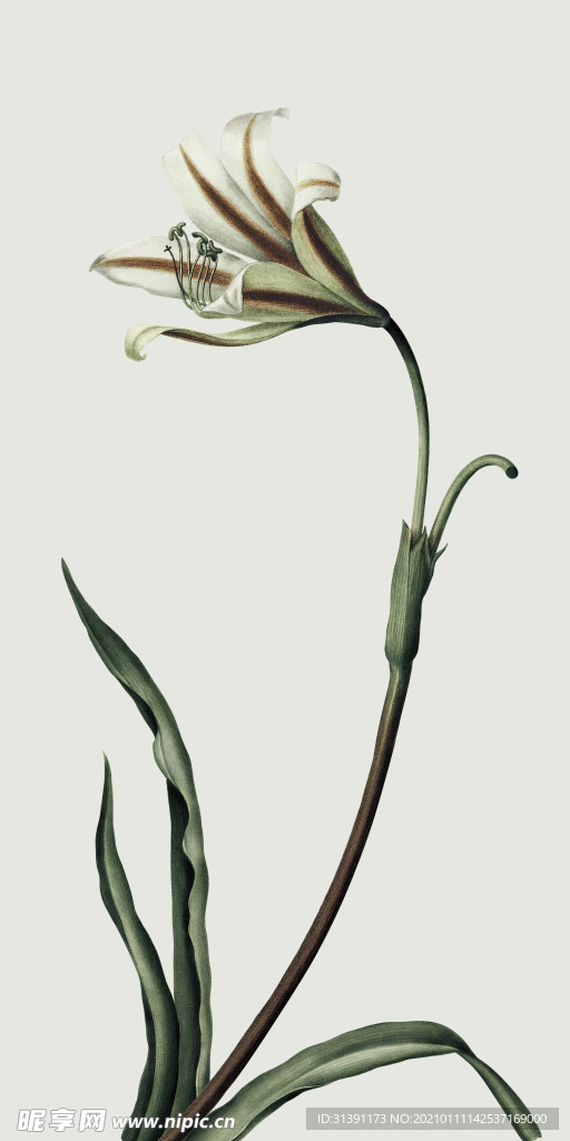 兰花
