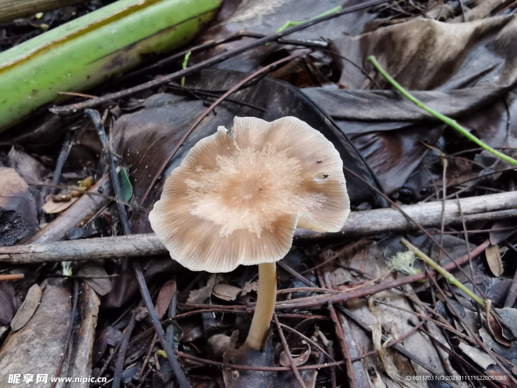 雨后野外蘑菇
