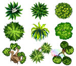 植物顶视图
