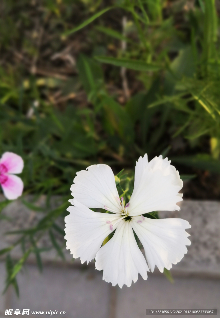 石竹 植物花