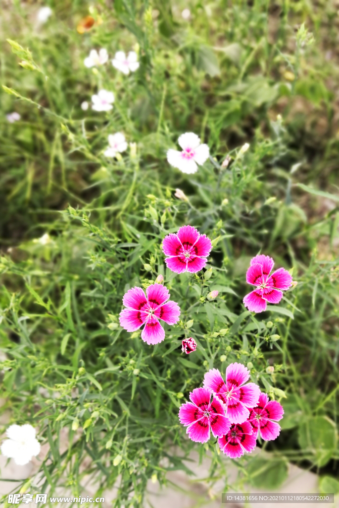 石竹 植物花