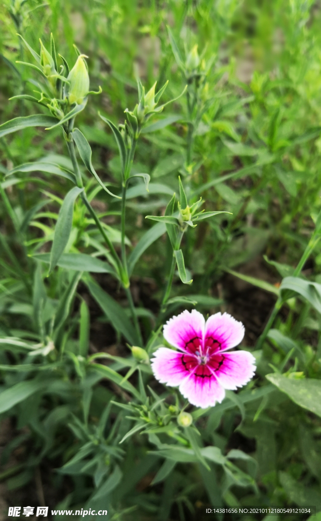 石竹 植物花