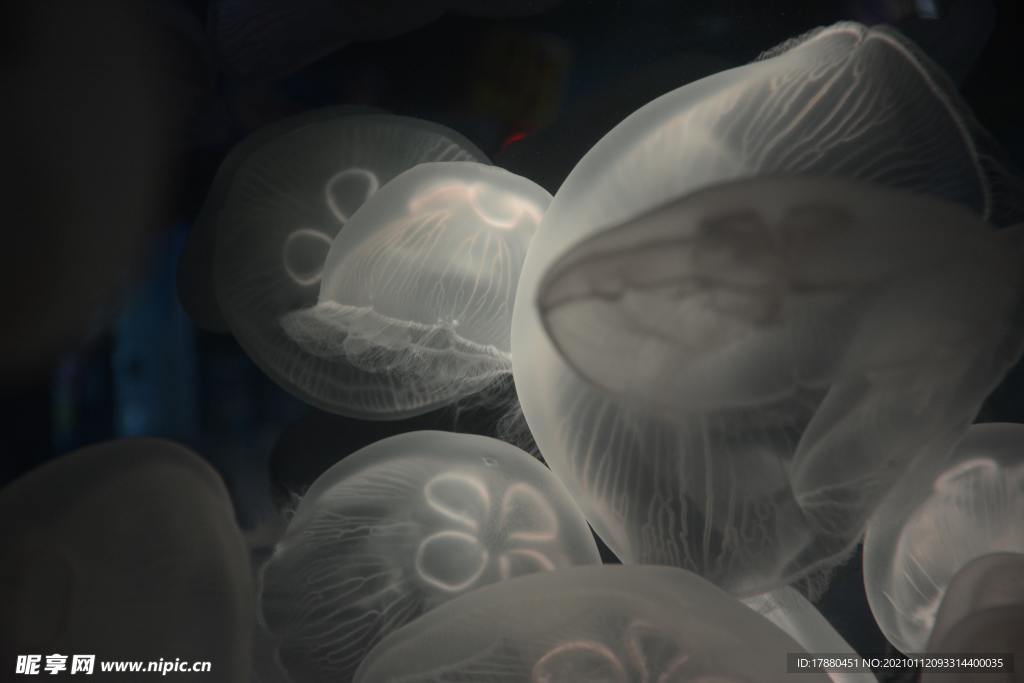 水母