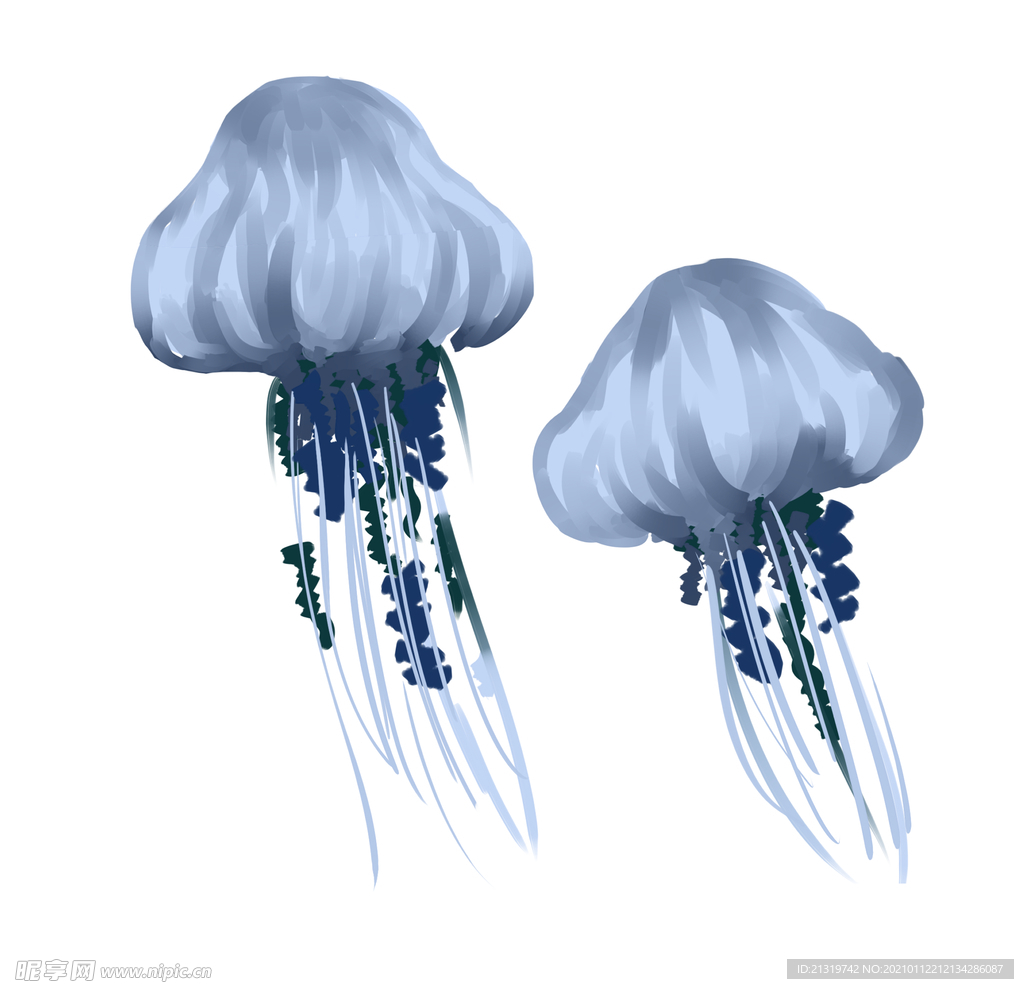水母插画