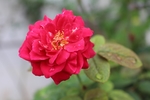 玫瑰花