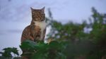4k视频 家猫