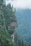 风景 森林