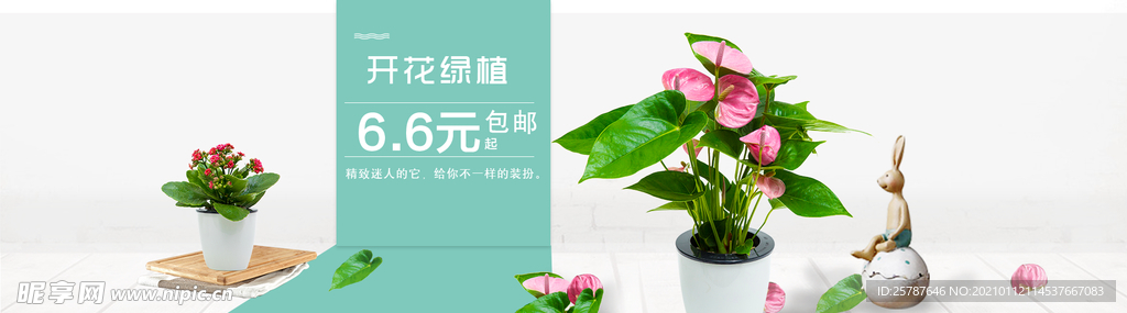 淘宝盆景植物