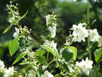 茉莉花