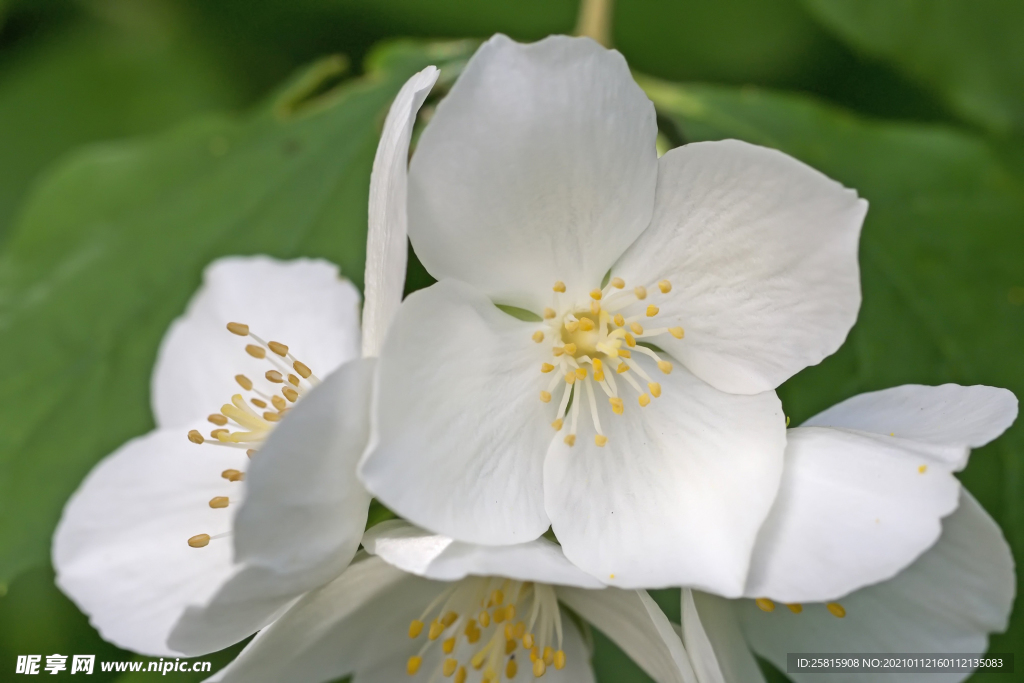 茉莉花