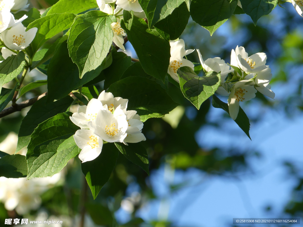 茉莉花