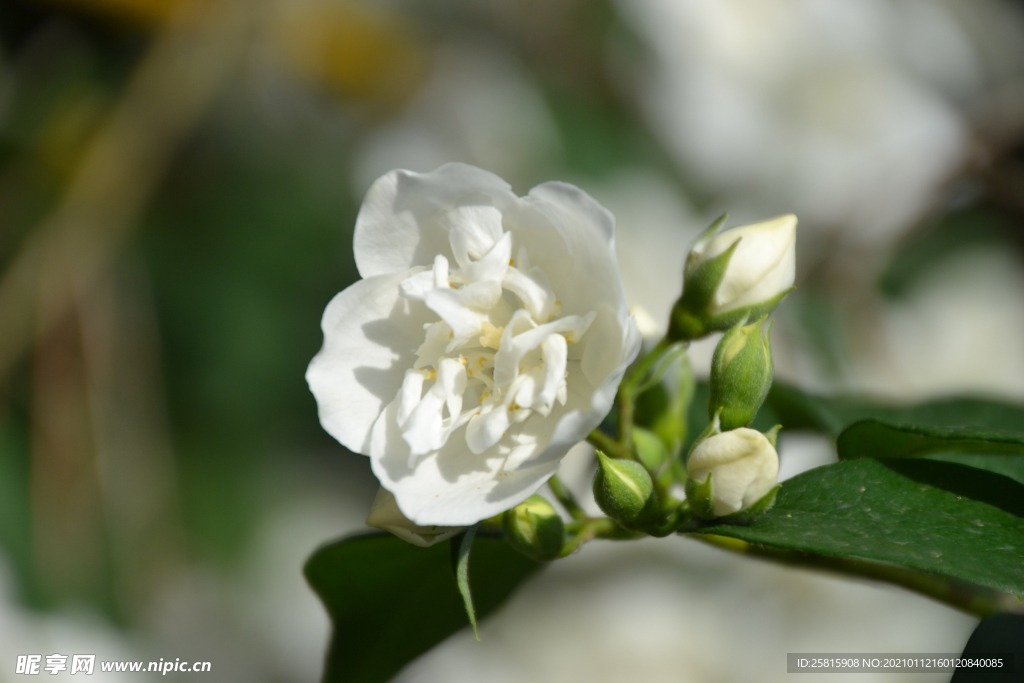 茉莉花