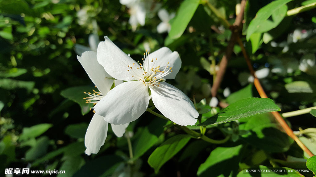 茉莉花