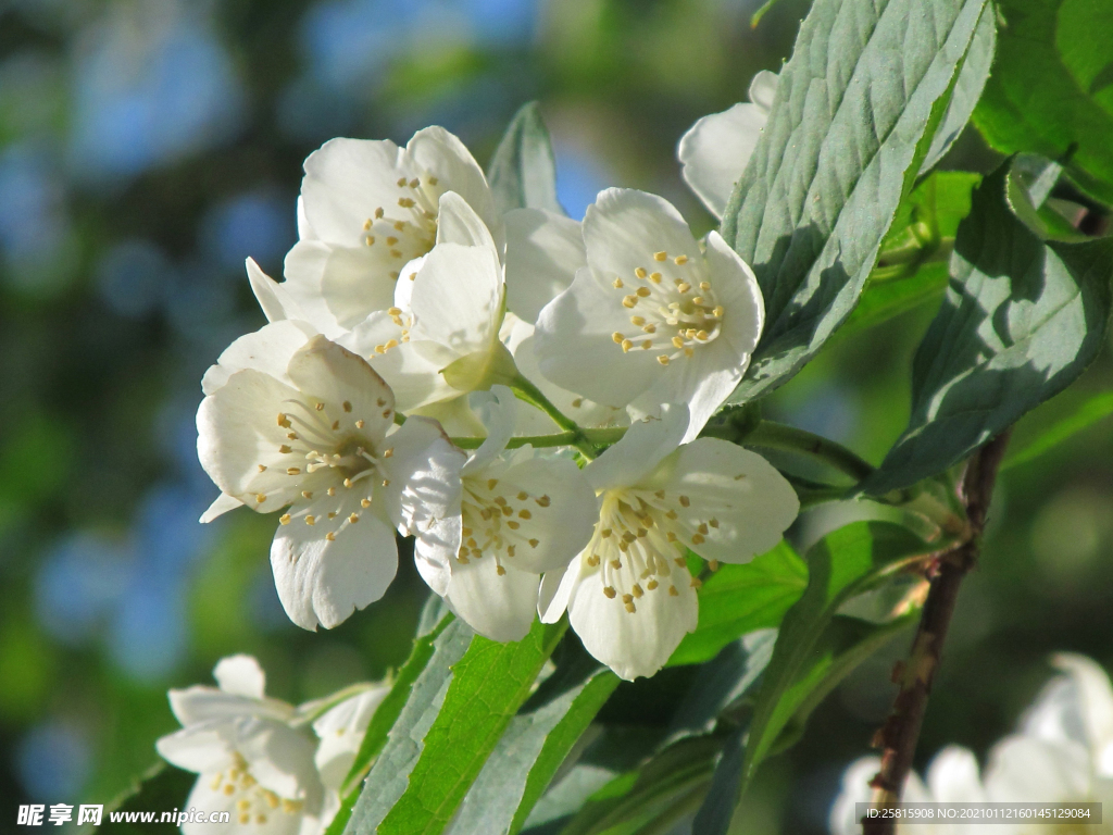 茉莉花