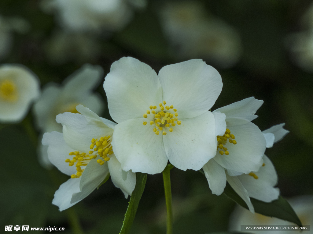 茉莉花