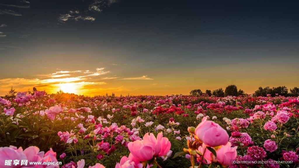 花园晚霞景观