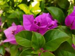 鲜花