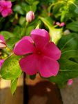 鲜花