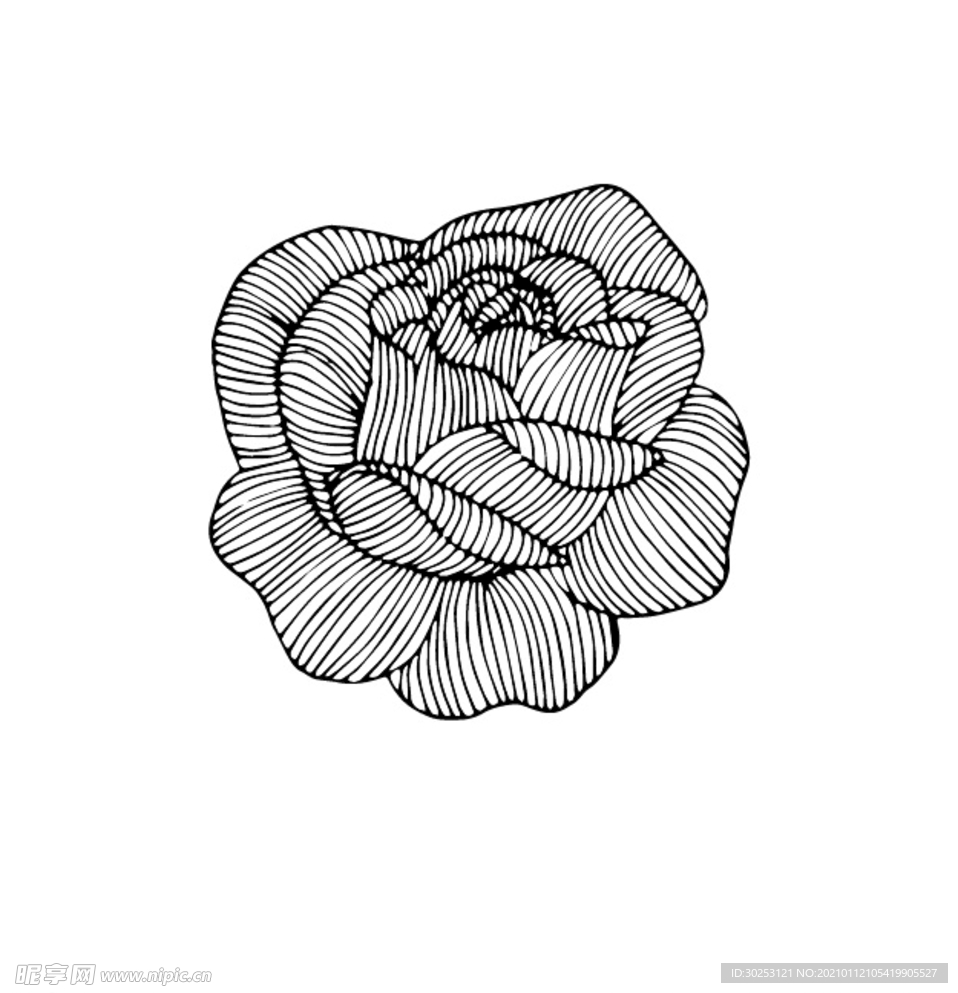 玫瑰花