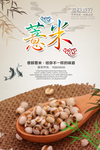 薏米海报