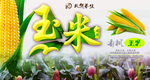 玉米海报
