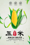 玉米海报
