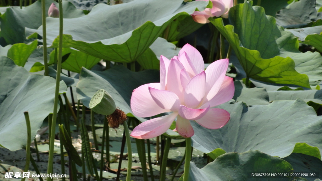 荷花