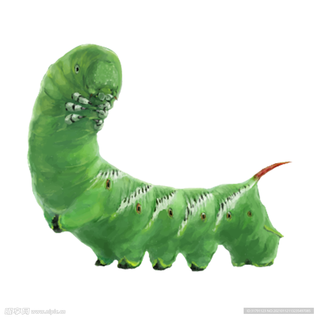 虫子