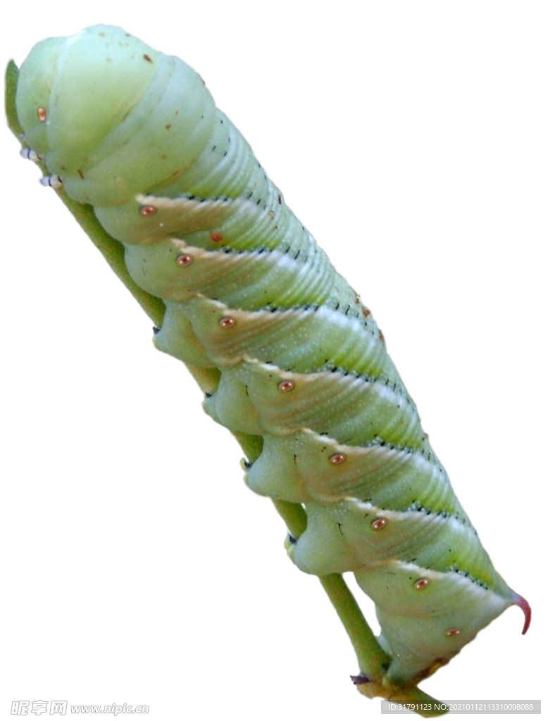 虫子