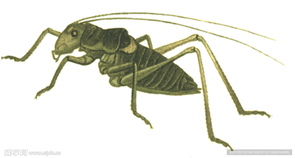 蝗虫